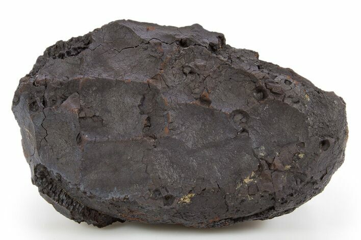 Dragon Scale Stone (Iron, Manganese, Siderite Nodule) #302336